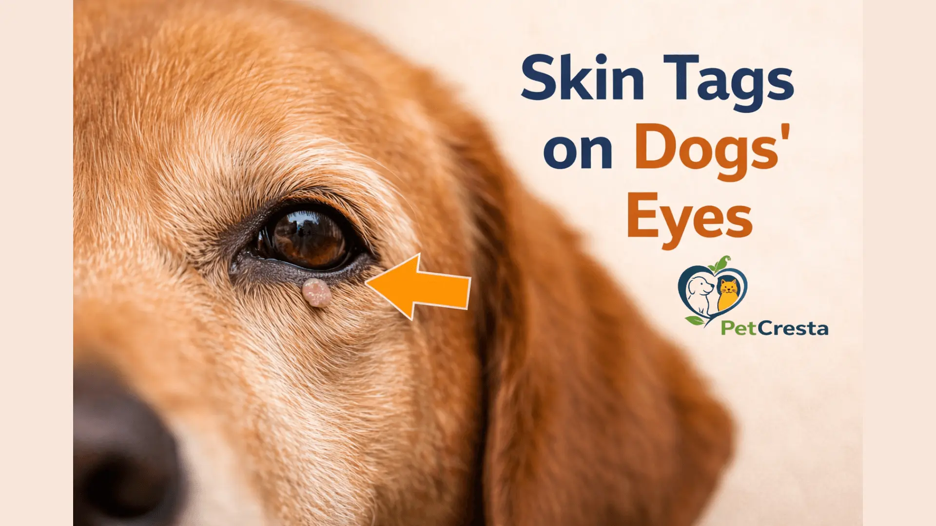 skin tags on dogs eye causes and treatment