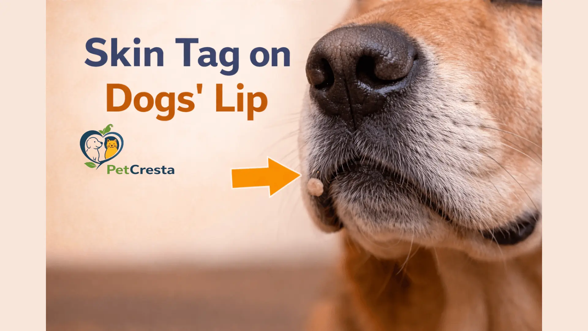 Skin Tags on Dogs Lip