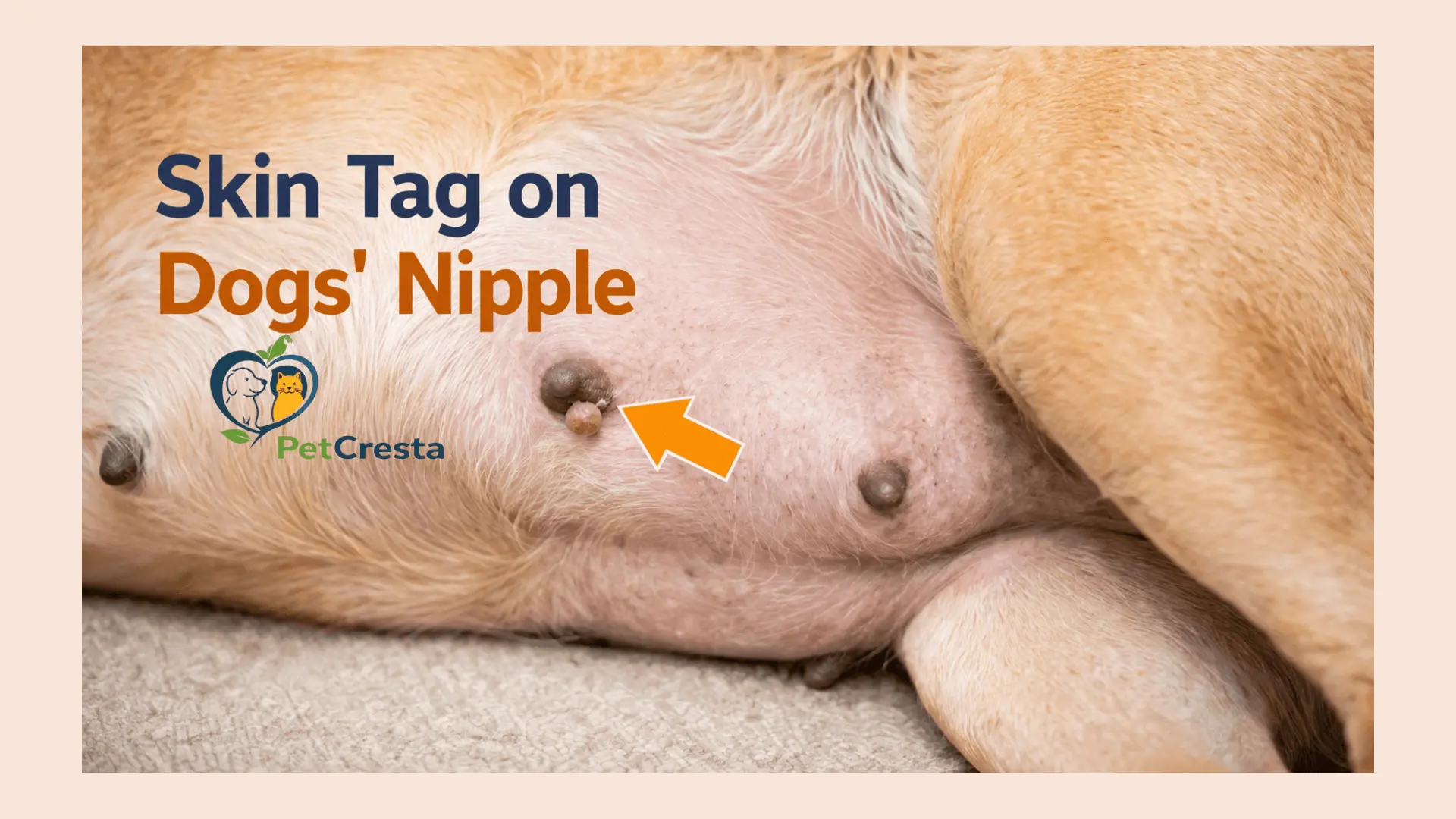 Skin Tags on Dogs Nipple