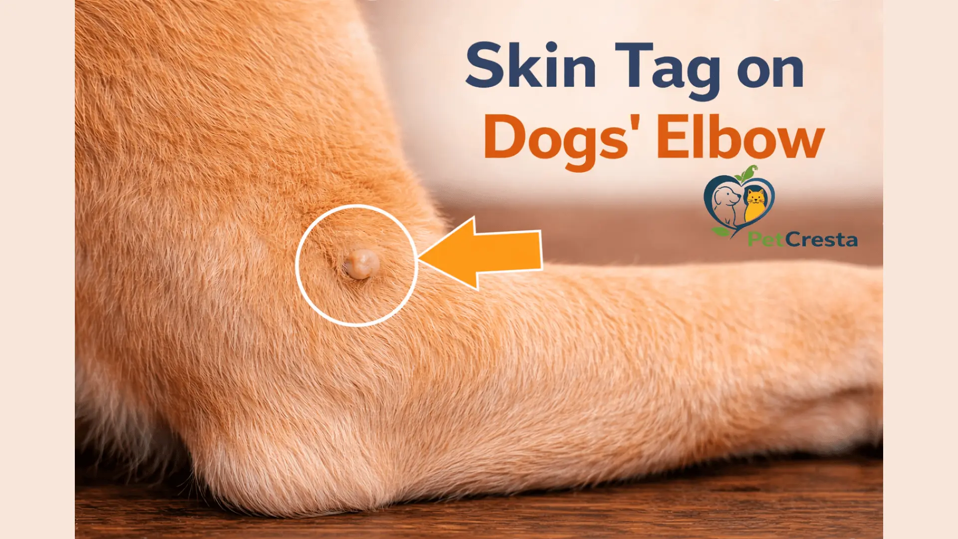 Skin Tags on Dogs Elbow
