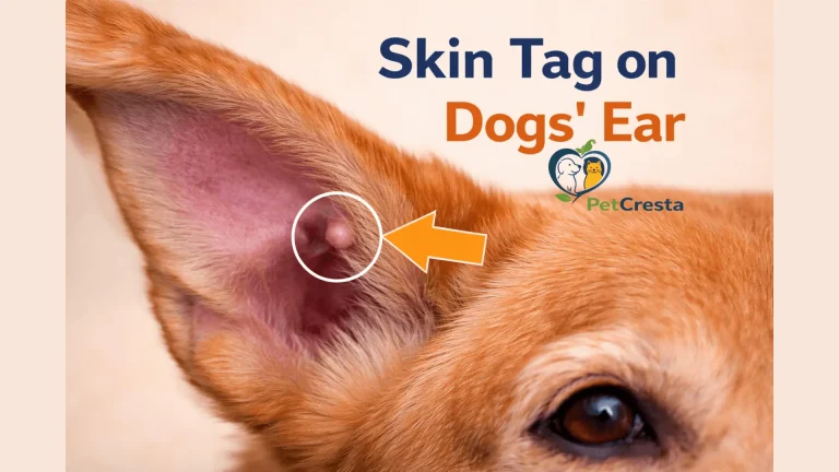 Skin Tags on Dogs Ear