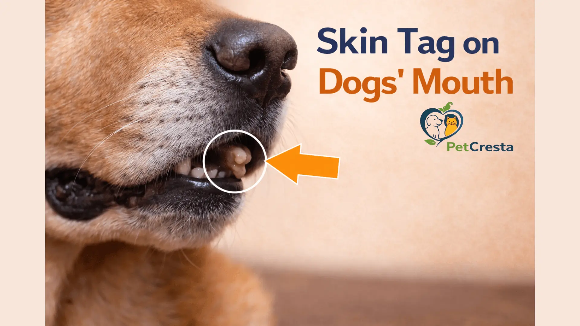 Skin Tags on Dogs Mouth