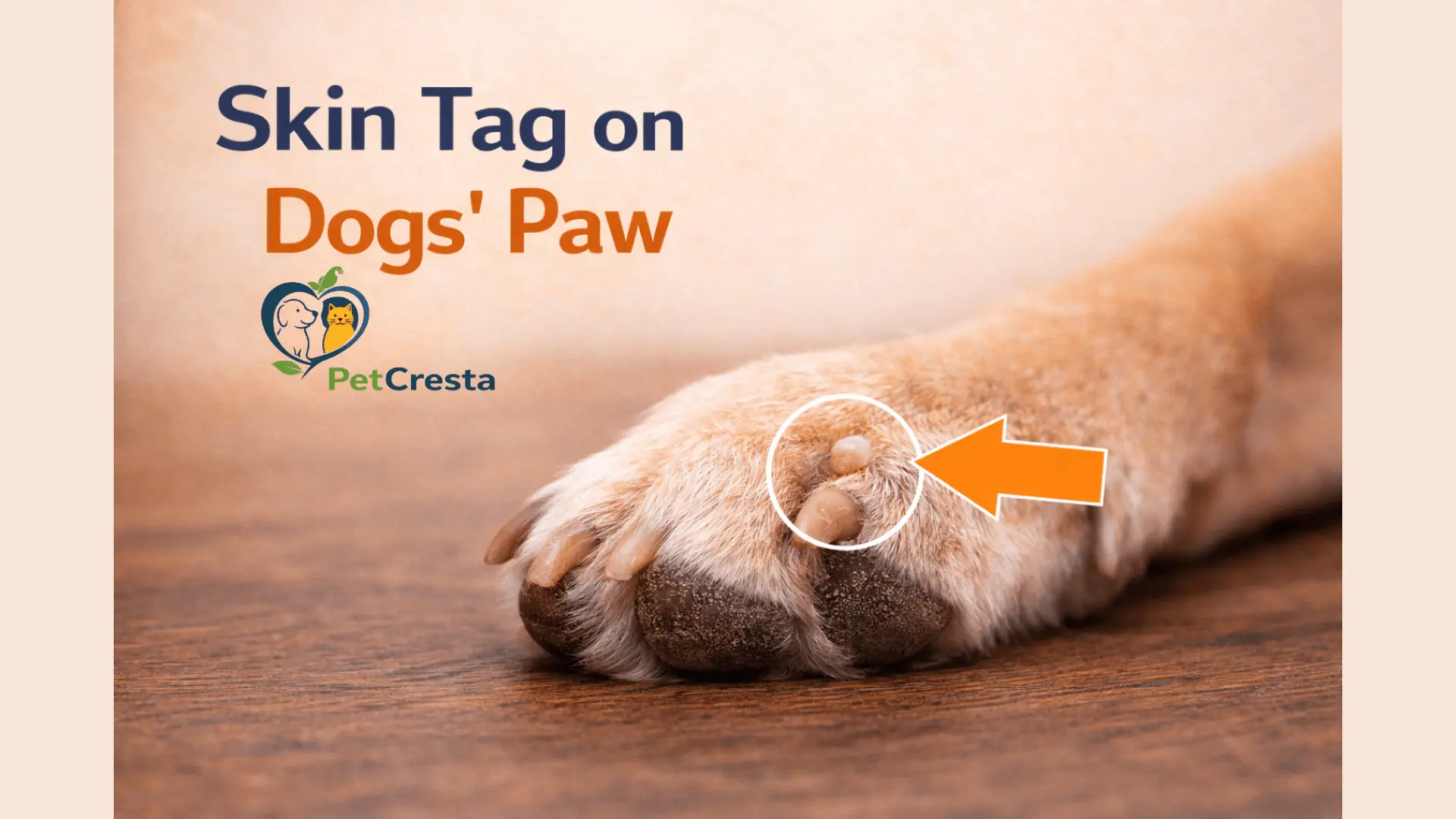 Skin tag on dogs paw
