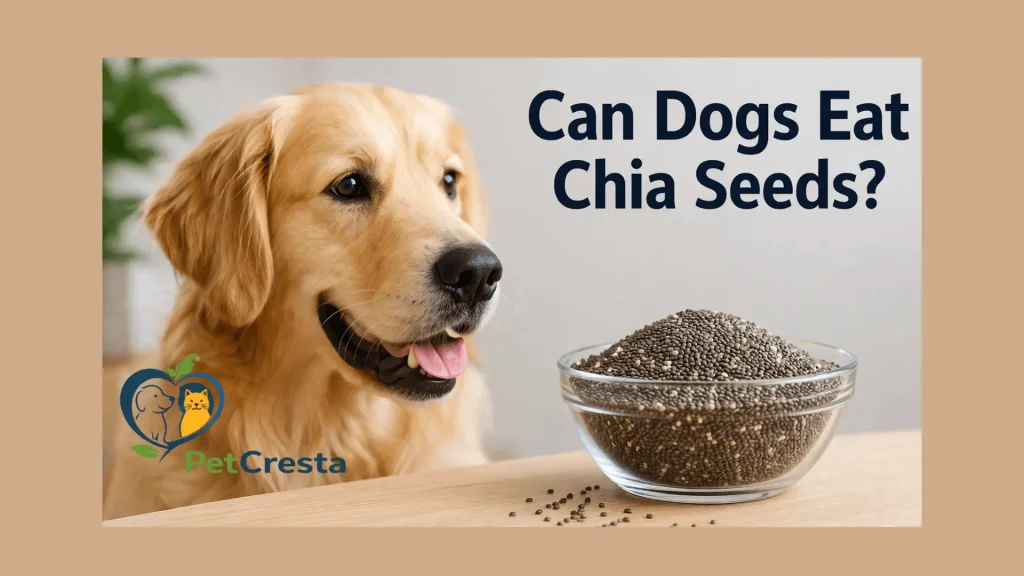 Can Dogs Eat Chia Seeds? Benefits, Risks, and Right Dosage Guide