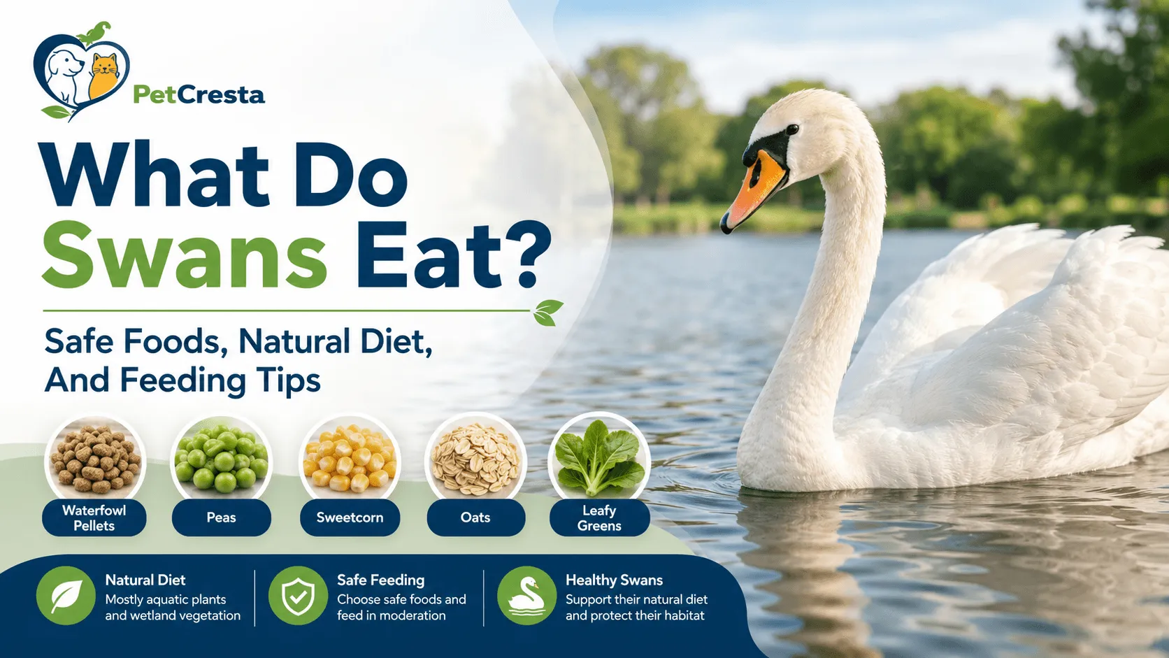 What do swans eat?