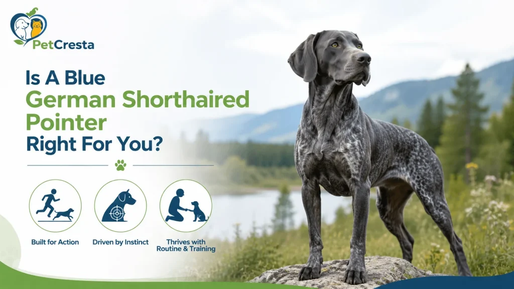 Is A Blue German Shorthaired Pointer Right for You?
