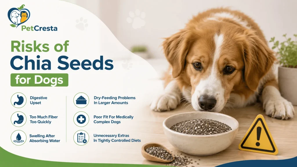 Risks of Chia Seeds For Dogs