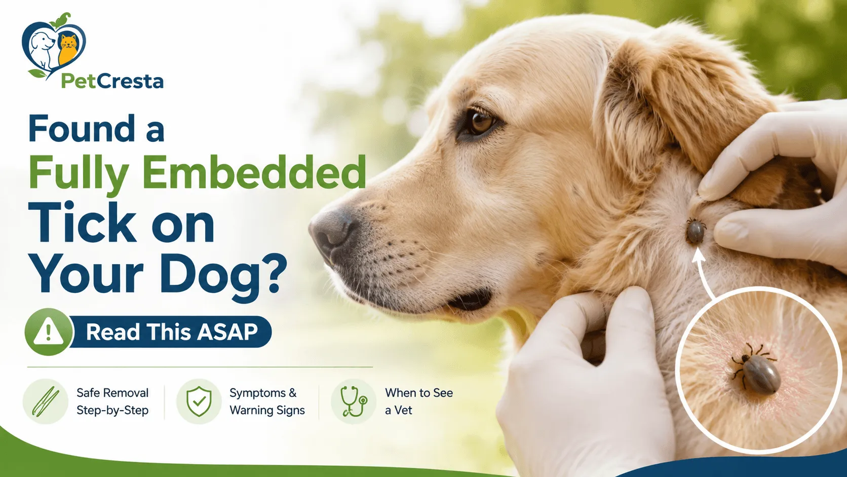 embedded fully ticks on dogs